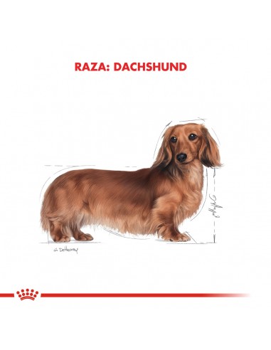 Royal Canin Dachshund  Adult 3kg