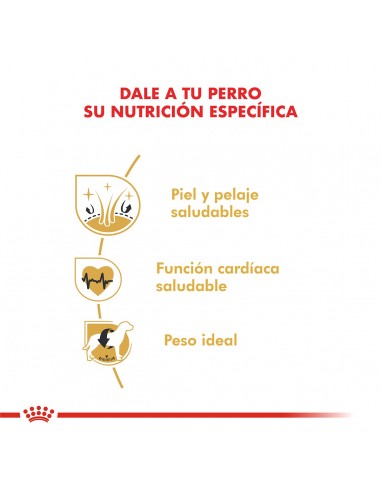 Royal Canin Golden Retriever Adult 12kg