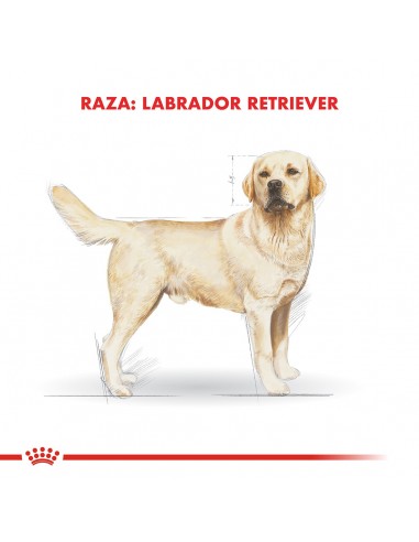 Royal Canin Labrador Retriever Adult...