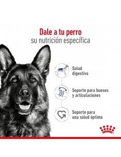 Royal Canin Maxi Adult 2