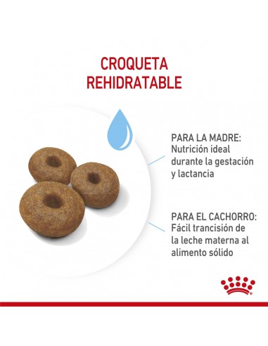 Royal Canin Maxi Starter 10kg