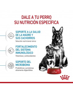 Royal Canin Maxi Starter 10kg 2