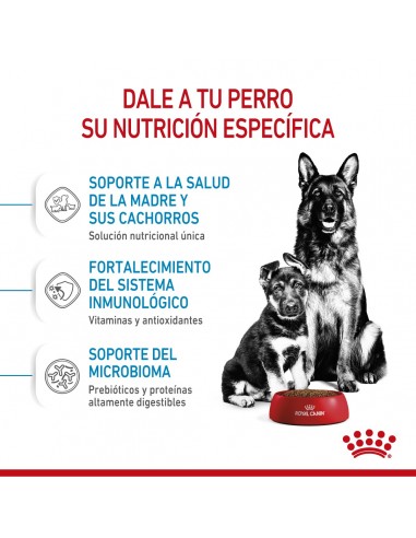 Royal Canin Maxi Starter 10kg