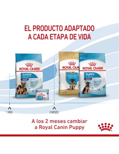 Royal Canin Maxi Starter 10kg