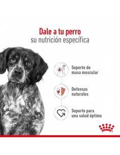 Royal Canin Medium Adult 7+ 2