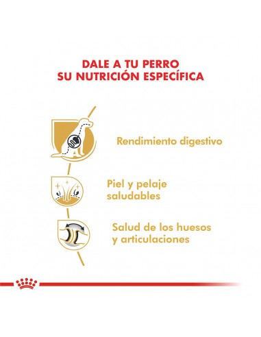 Royal Canin Ovejero Aleman Adult 12kg