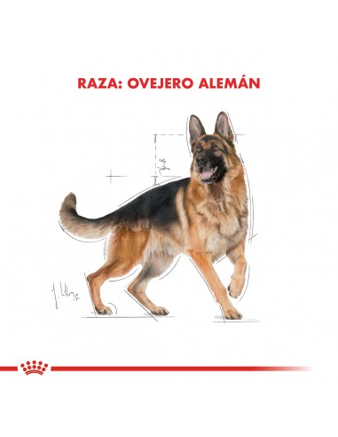 Royal Canin Ovejero Aleman Adult 12kg