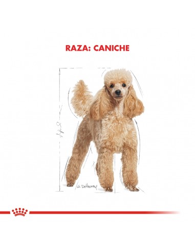 Royal Canin Caniche 3kg