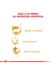 Royal Canin Caniche 2