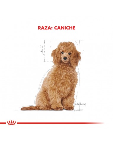 Royal Canin Caniche Puppy 3kg