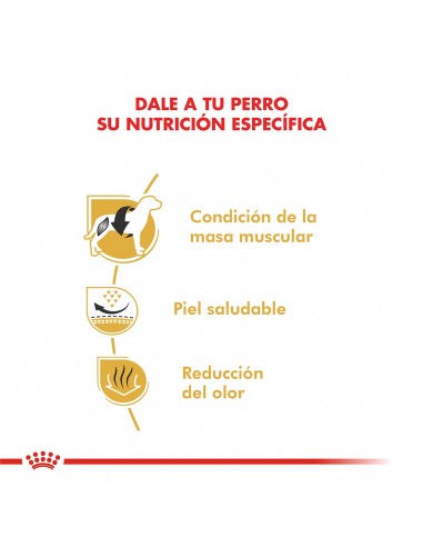 Royal Canin Bulldog Frances Adult 3kg