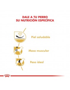 Royal Canin Pug adulto 2