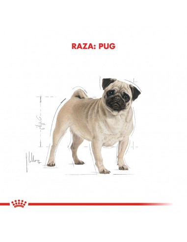 Royal Canin Pug adulto 3kg