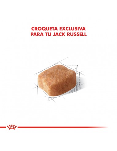 Royal Canin Jack Russel adulto 3kg