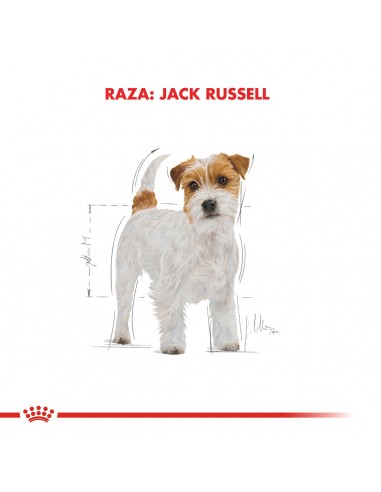 Royal Canin Jack Russel adulto 3kg