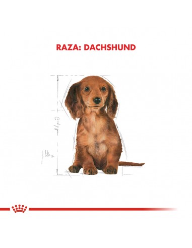 Royal Canin Dachshund  Puppy 3kg